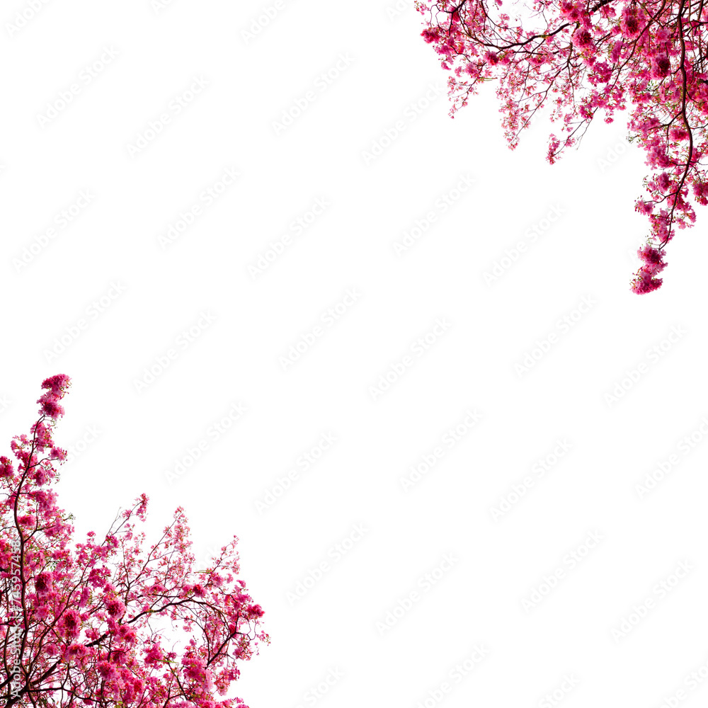 pink cherry border isolated on white background 
