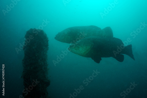 Scuba Diving West Palm Beach and Jupiter Florida. Goliath Grouper, sharks, morays, underwater pictures