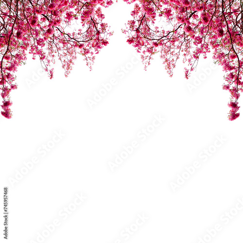 Pink cherry flowers png 