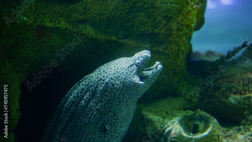 The head of a grey moray eel in a marine aquarium. A predatory fish pokes its head out of its burrow, waiting for prey.