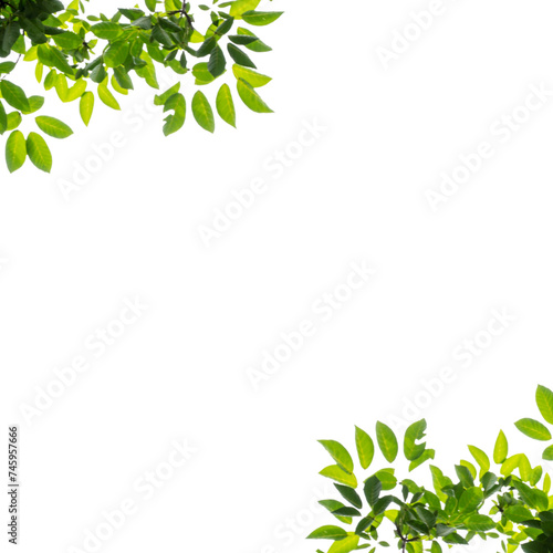 Natural green leaves isolated on white background png 