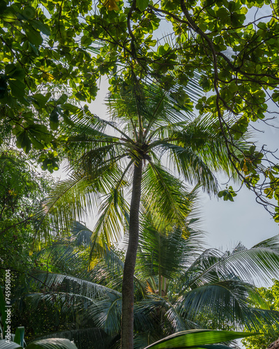 Palm trees in a dense green forest.