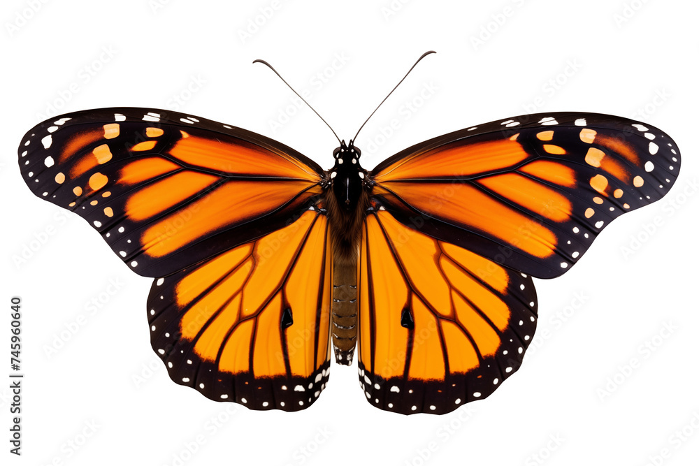 Obraz premium Top view Close up to a Beautiful orange tropical Flying monarch butterfly PNG with wings Isolated on Transparent and White Background - tropical wildlife Biology concept