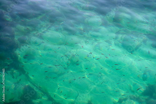 View of the small fishes in the sea