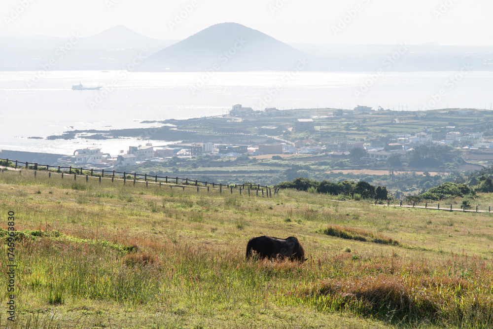 The horse grazing the green grass on the island