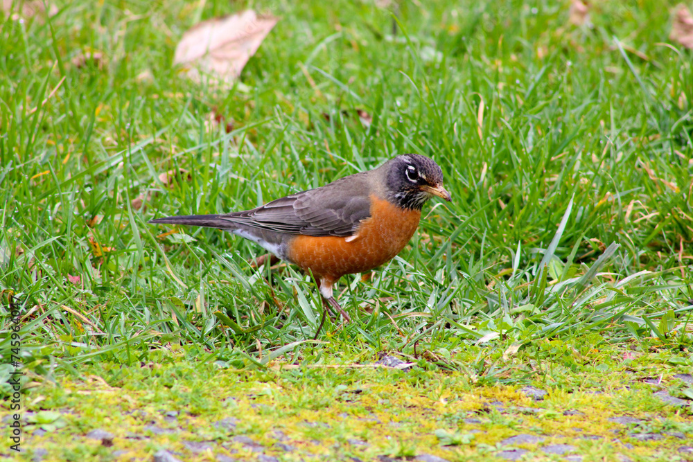 Fototapeta premium American Robin in Grass 04