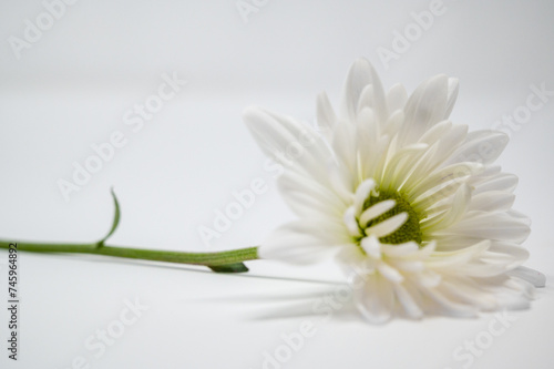 Daisy and stem on a white background with copy space