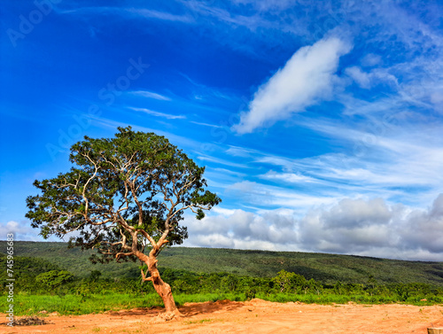 Arid landscape with blue sky. With mountains in view in the background. And a tree in front on the left.