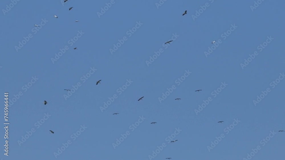 group of birds flying in the sky group of birds flying in the sky