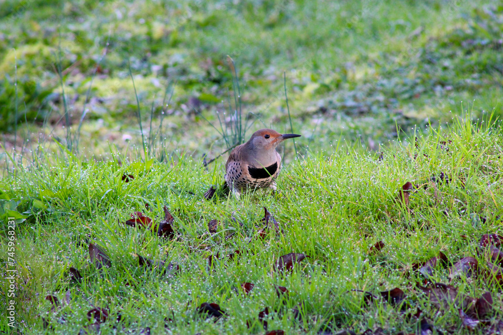 Grassy Flicker 06 Grassy Flicker 06