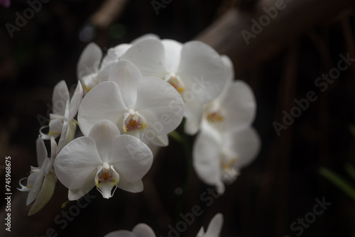 White orchids on dark background. Flowers in arch shape with white petals