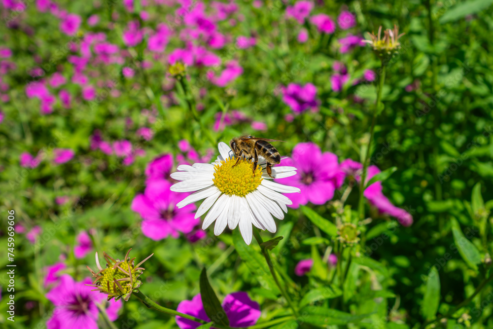 bee on flower bee on flower