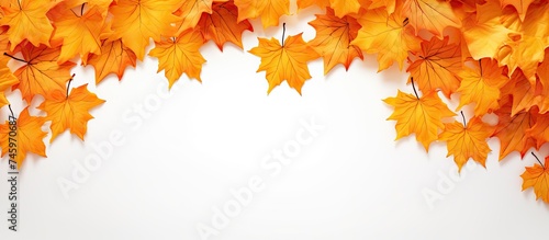 A colorful display of orange maple leaves forms an intricate frame  suggesting the crisp  cheerful ambiance of autumn. The leaves are arrayed with varying shades of orange and yellow 