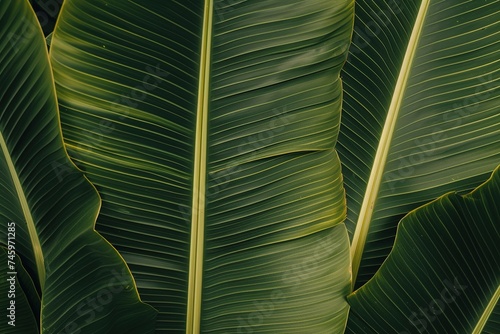 Multiple palm leaves showcasing natural patterns