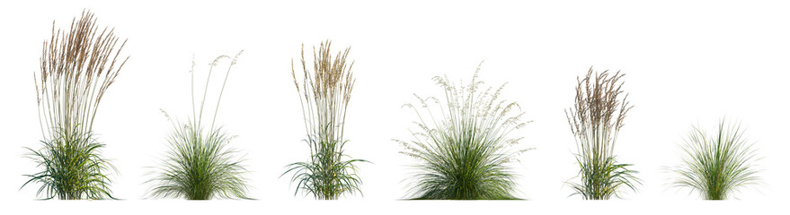 Prairie dropseed Sporobolus heterolepis and Calamagrostis acutiflora (Karl Foerster) grass isolated png on a transparent background premium cutout high resolution