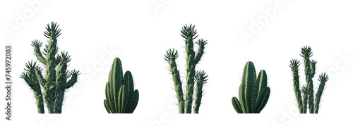 Austrocylindropuntia subulata eve's needle cactus opuntia and Cereus repandus (Cereus peruvianus) columnar set frontal isolated png on a transparent background perfectly cutout high resolution photo