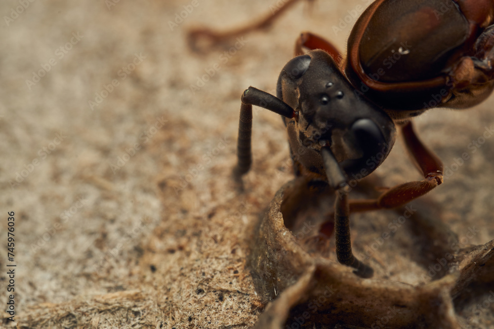 Black and yellow wasps building their diaper