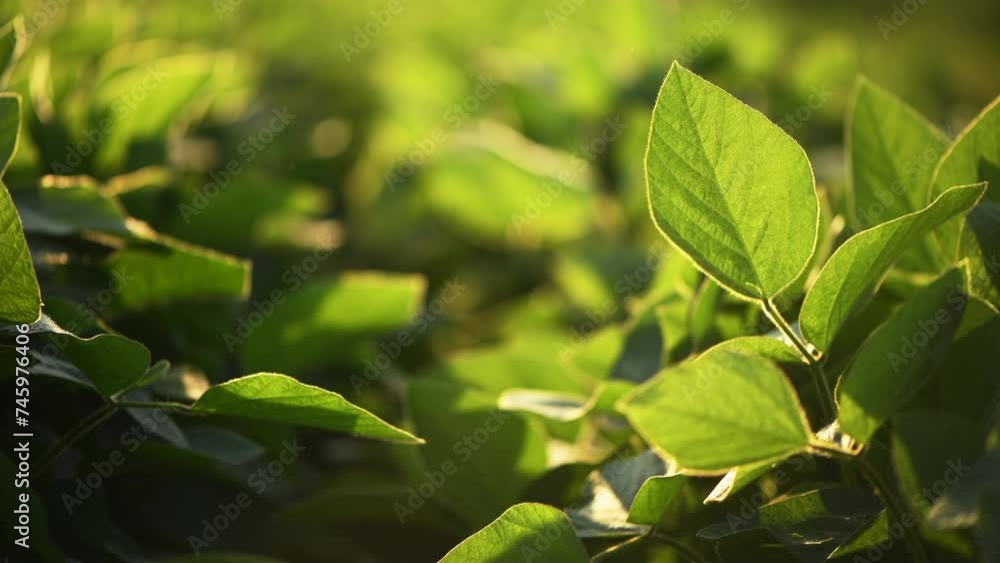 Soybean plantation in summer sunset, closeup of crop leaves Soybean plantation in summer sunset, closeup of crop leaves