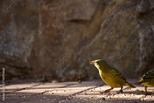 Yellow bird