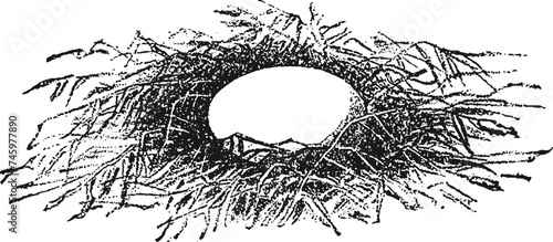 An egg on a nest vintage illustration