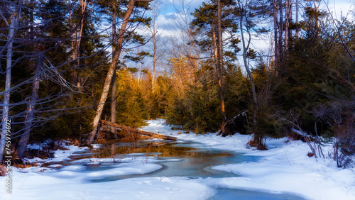 Winter Wonderland - Freshly fallen snow transforms Nova Scotia's rural woodland into a magical realm of wonder.