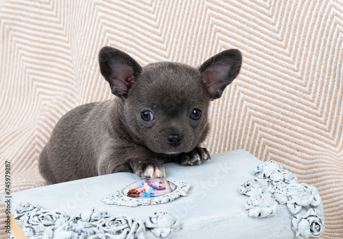 A small Chihuahua puppy in gray