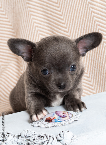 A small Chihuahua puppy in gray