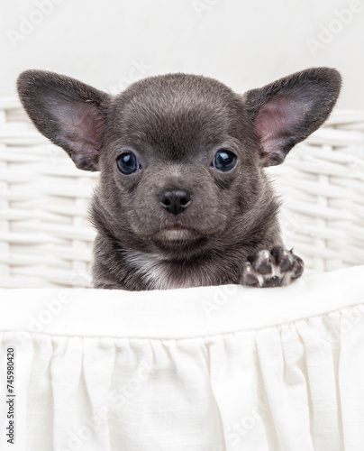 A small Chihuahua puppy in gray