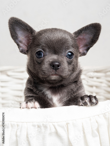 A small Chihuahua puppy in gray
