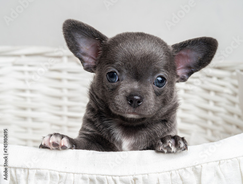 A small Chihuahua puppy in gray