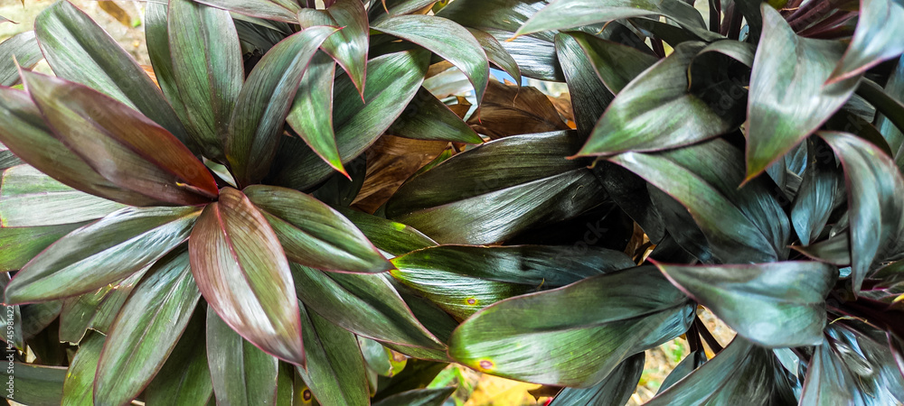 Fototapeta premium Close up of colorful purple green cordyline fruticosa plant leaves in the garden