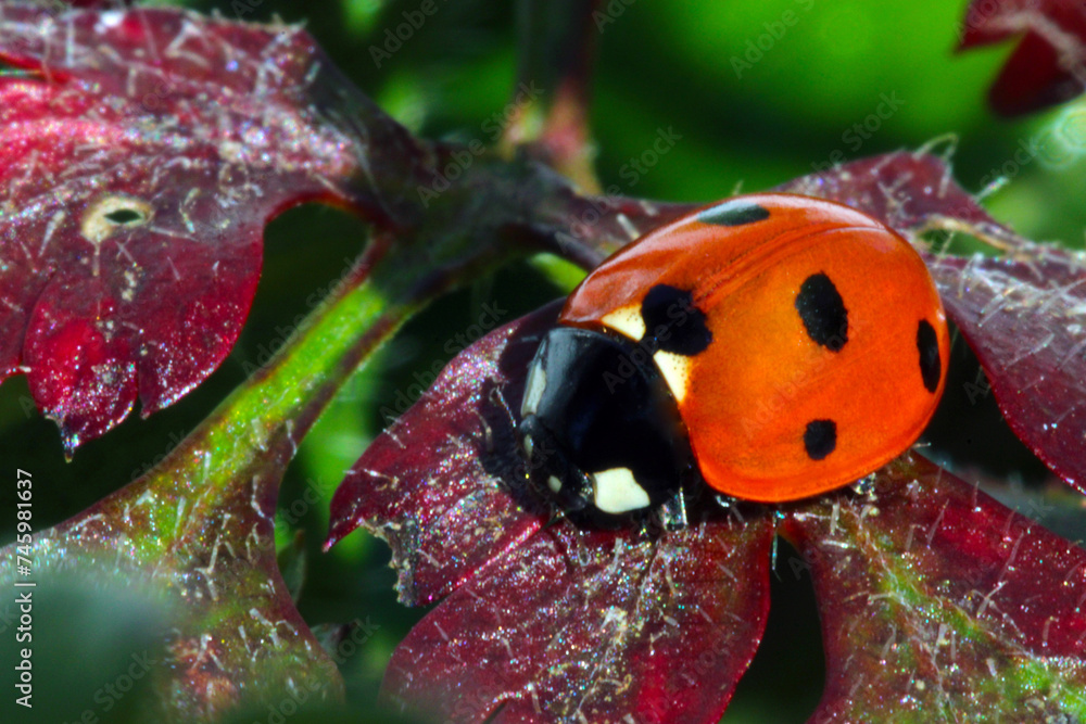 Obraz premium Ladybug on Purple 01