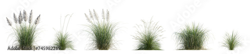 Set of Cortaderia selloana Pumila or dwarf pampas grass and Prairie dropseed Sporobolus heterolepis isolated png on a transparent background perfectly cutout high resolution
