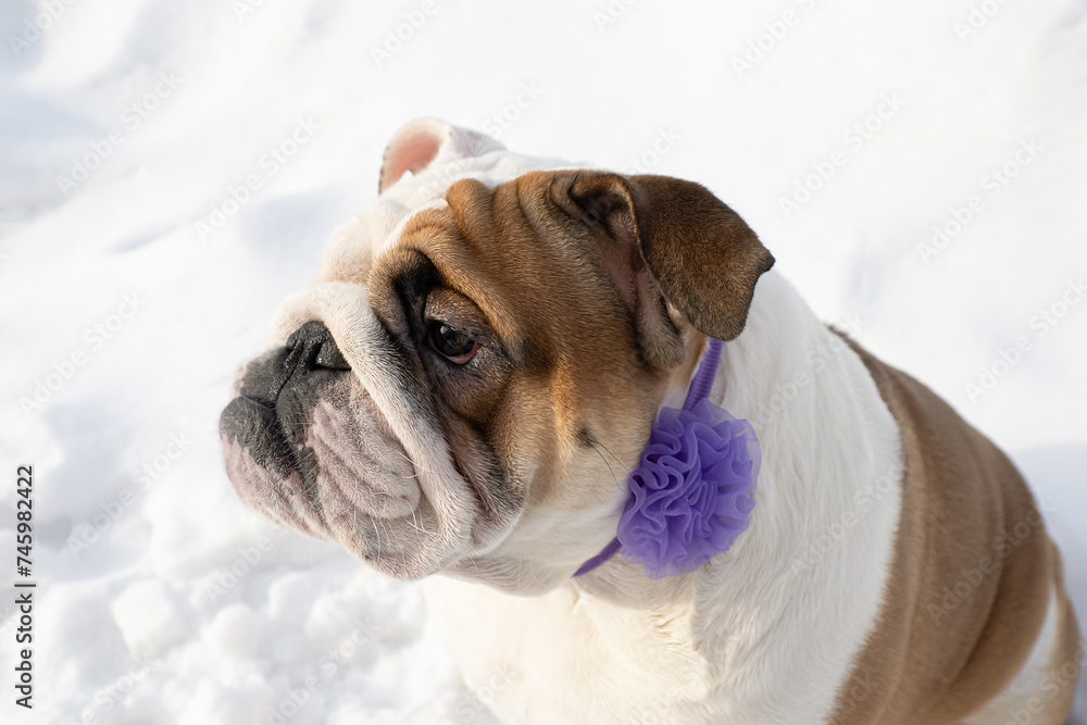Dog. English bulldog. Animal themes. Holidays and events Dog. English bulldog. Animal themes. Holidays and events