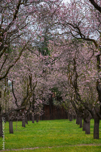 View of path with almond trees in bloom on green field, in Quinta de los Molinos, Madrid, vertical