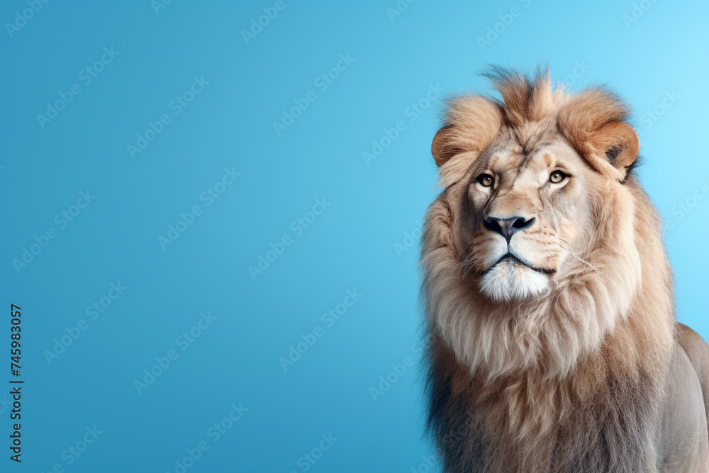 King of the jungle, a lion, blue background, with copy space for text