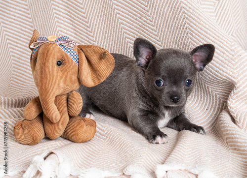 A small gray Chihuahua puppy with a toy elephant