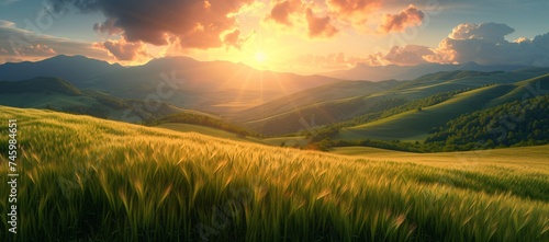 The golden rays of sunrise illuminate a lush wheat field surrounded by mountains