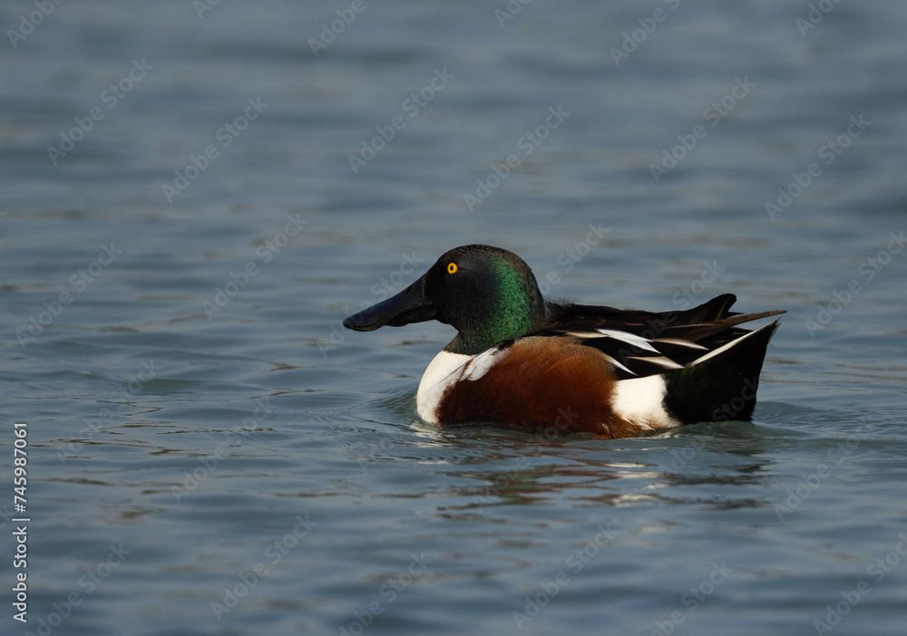 Northern Shoveler swimming at Tubli bay, Bahrain Northern Shoveler swimming at Tubli bay, Bahrain