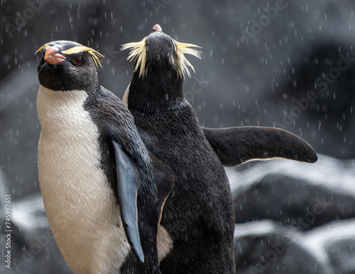 Fiordland penguins enjoying the rain along the coast of New Zealand