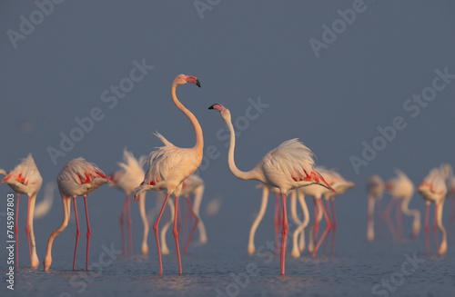 Greater Flamingos territory dispute while feeding at Eker creek, Bahrain