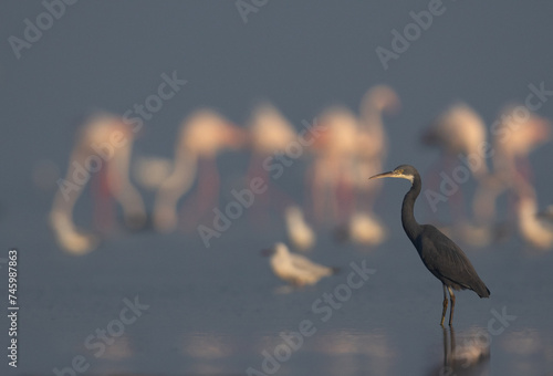 Western reef heron at Eker coast with bokeh of greater flamingos at the backdrop, Bahrain photo