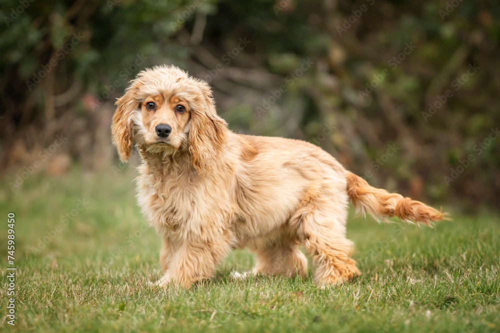 Six Month Old Cocker Spaniel standing in a field looking at the camera in autumn