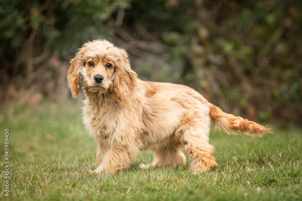 Six Month Old Cocker Spaniel standing in a field looking at the camera in autumn Six Month Old Cocker Spaniel standing in a field looking at the camera in autumn