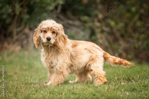 Six Month Old Cocker Spaniel standing in a field looking at the camera in autumn