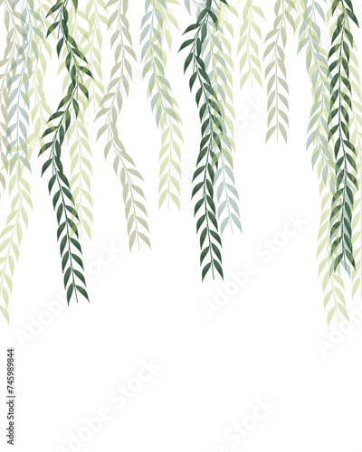 Fototapeta Naklejka Na Ścianę i Meble -  Plant Botanical creeper wall climbing plant hanging Illustration