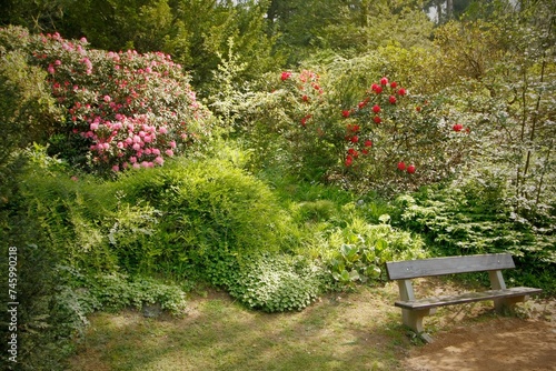 A quiet place to relax in the park with a bench and flowering bushes