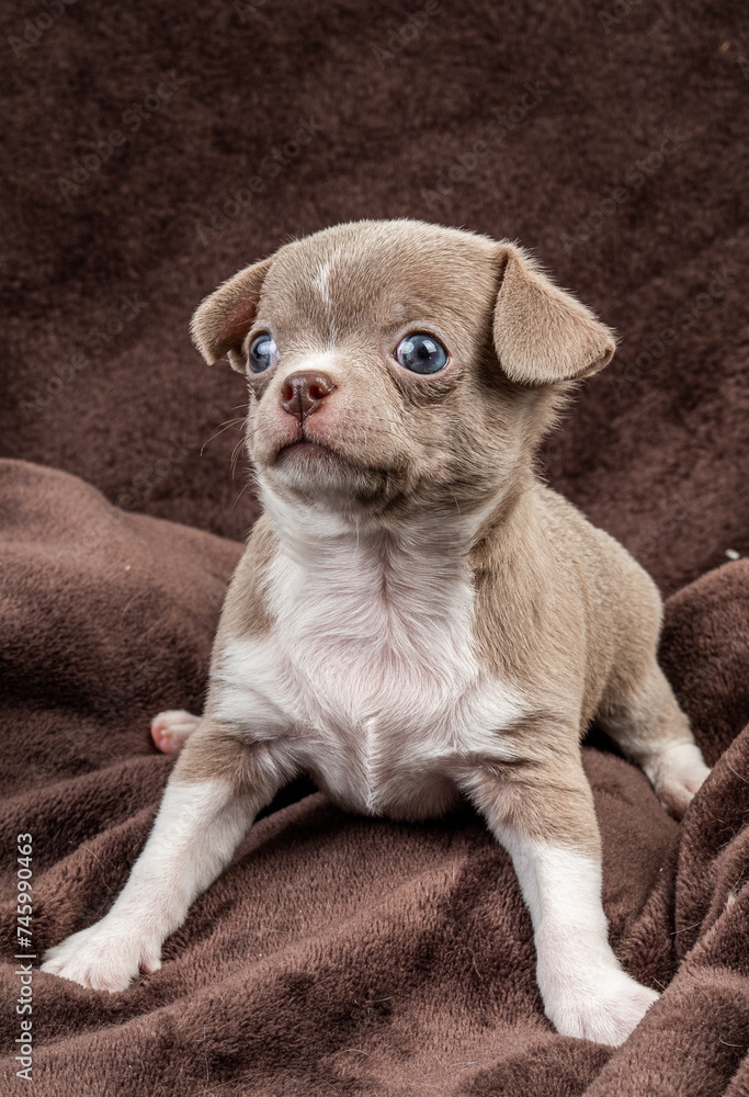 A small Chihuahua puppy in beige A small Chihuahua puppy in beige