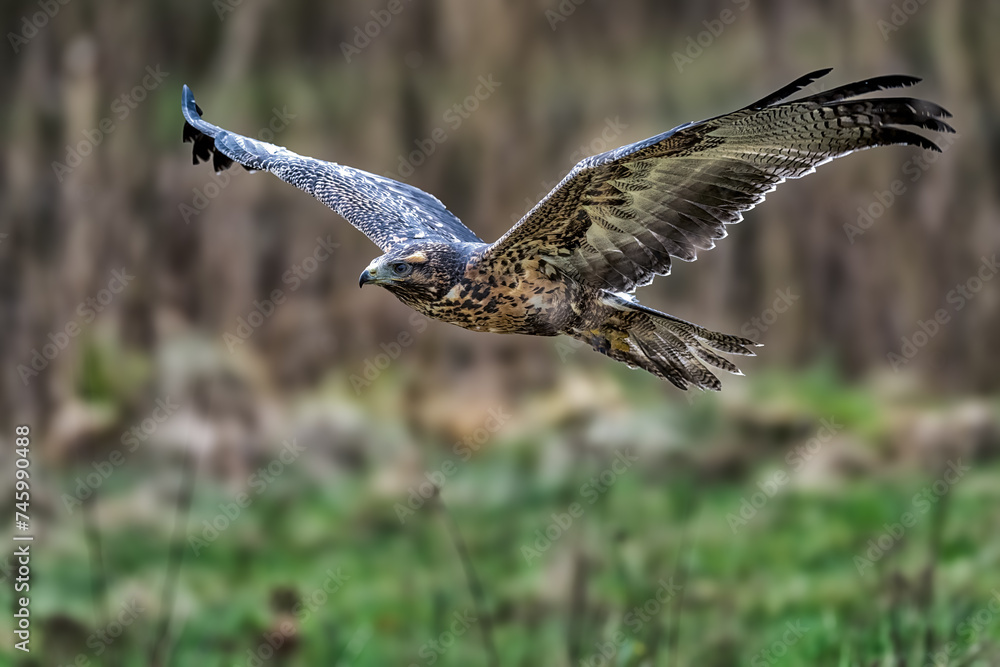 Fototapeta premium Closeup shot of a black-chested buzzard-eagle during flight. Geranoaetus melanoleucus