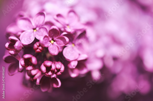 Nature background with purple lilac flowers blooming in spring